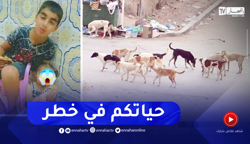 حوادث: ظاهرة الكلاب الضالة في الشوارع .. من يتحمل المسؤولية