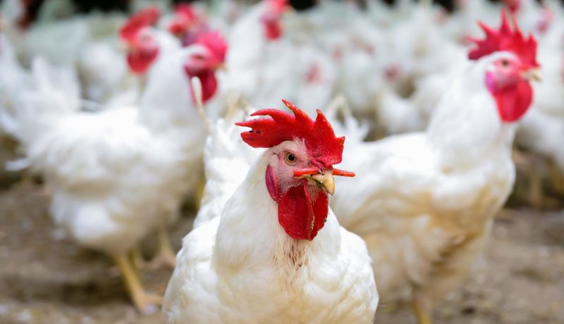 البويرة.. نفوق 3400 دجاجة في حريق داخل مستودع لتربية الدواجن