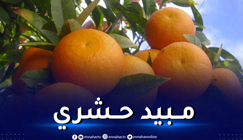 هولندا تسحب البرتقال المغربي من أسواقها بعد اكتشاف مادة خطيرة!