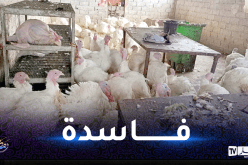وهران: إكتشاف مذبح سري و حجز أكثر من قنطارين من اللحوم البيضاء