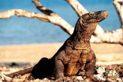 جريمة شنعاء تصدم العالم.. 4 رجال بالهند يغتصبون سحلية ويأكلونها