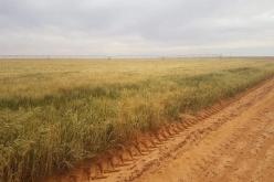 100 ألف هكتار محيطات جديدة بالصحراء للاستثمار الفلاحي