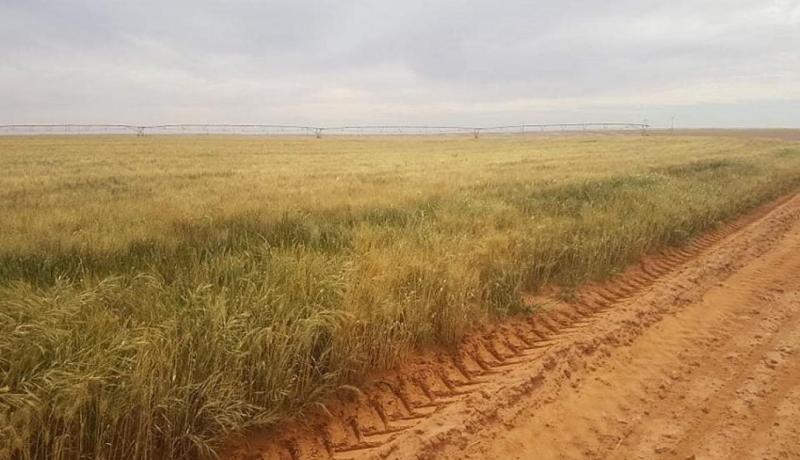 100 ألف هكتار محيطات جديدة بالصحراء للاستثمار الفلاحي