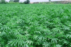 الدرك يعثر على مزرعة مخدرات في تيميمون