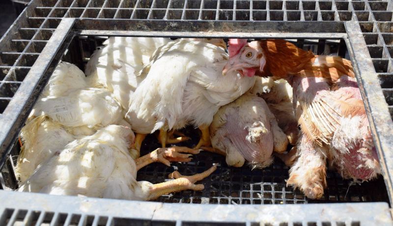 توقيف شابين يبيعان دجاج “جيفة” في قسنطينة