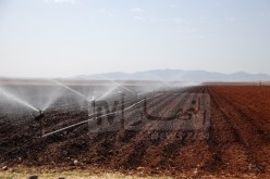 مشري: سقي 200 ألف هكتار من الحبوب.. هذه أسباب إرتفاع أسعار الخضر والفواكه