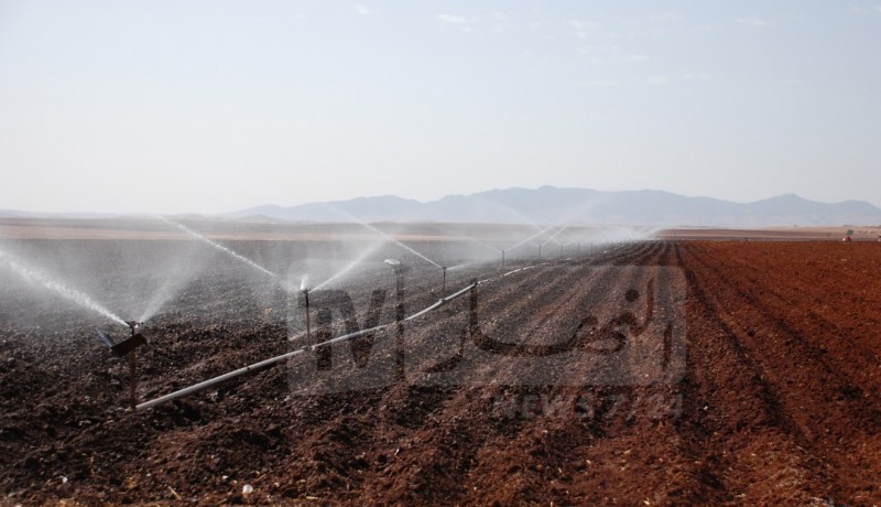 مشري: سقي 200 ألف هكتار من الحبوب.. هذه أسباب إرتفاع أسعار الخضر والفواكه