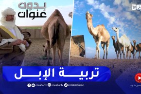 بدون عنوان: نفوق وسباق و تربية الإبل.. إرث متجذر لا يندثر