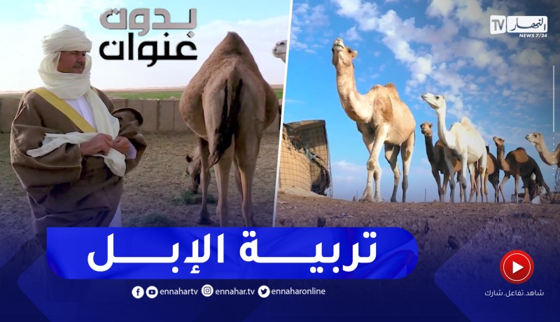 بدون عنوان: نفوق وسباق و تربية الإبل.. إرث متجذر لا يندثر