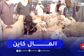 عيد الأضحى.. المواشي متوفرة والأسعار يحكمها العرض والطلب