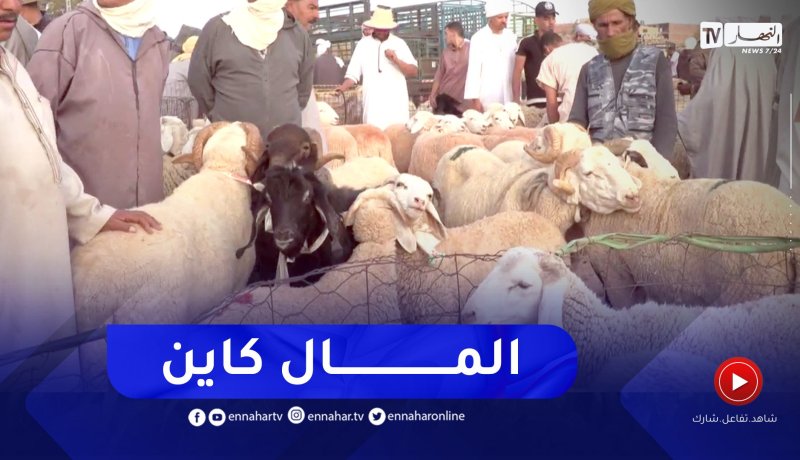 عيد الأضحى.. المواشي متوفرة والأسعار يحكمها العرض والطلب