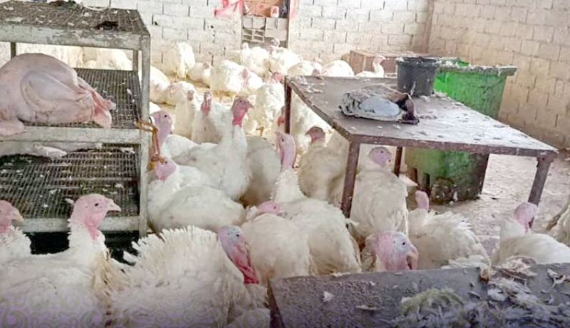 اكتشاف مذبح سري للديك الرومي بحي بوعمامة في وهران