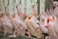 أوناب ONAB تقترح شراء الدجاج من المربين لهذه الاسباب