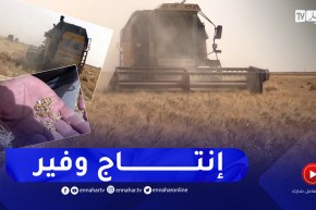 الوادي: منتجو الحبوب بالشكشاك يحققون إنتاج وفير رغم قساوة الظروف