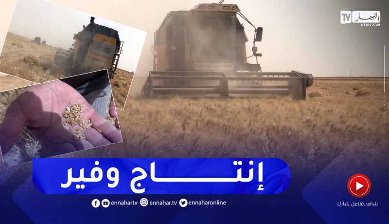 الوادي: منتجو الحبوب بالشكشاك يحققون إنتاج وفير رغم قساوة الظروف
