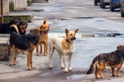  إصابة طفلين بجروح خطيرة بعد هجوم كلاب ضالة بحي دريوش في البليدة