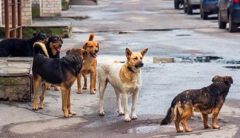  إصابة طفلين بجروح خطيرة بعد هجوم كلاب ضالة بحي دريوش في البليدة