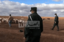المسيلة.. تفكيك عصابة لسرقة المواشي  واسترجاع 26 رأسا من الغنم