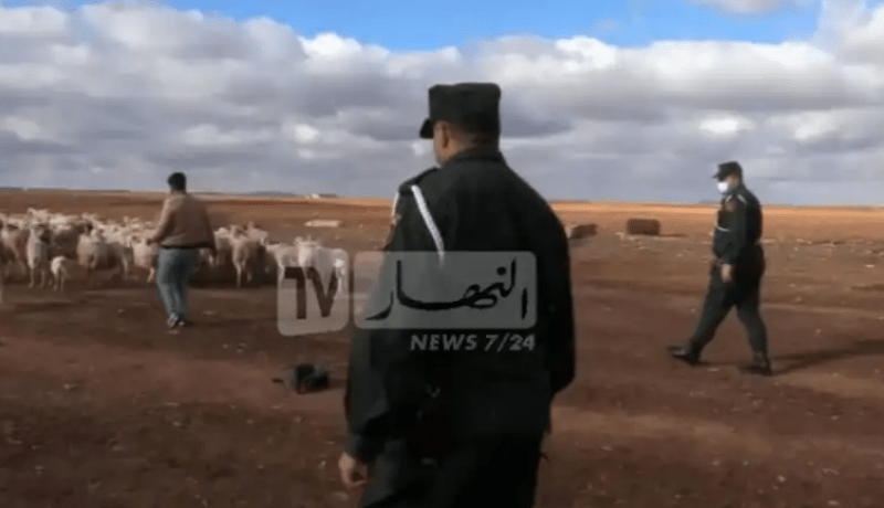 المسيلة.. تفكيك عصابة لسرقة المواشي واسترجاع 26 رأسا من الغنم