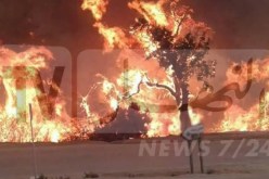 سيدي بلعباس..سنة حبسا نافذا لمتهم بإضرام النار بغابة تنيرة
