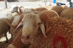مليون سنتيم.. زيادة في سعر كبش العيد
