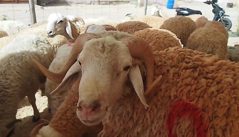مليون سنتيم.. زيادة في سعر كبش العيد