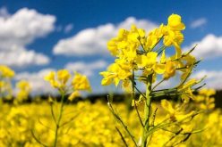 القصة الكاملة لإفشال مشروع الرئيس لتشجيع زراعة السلجم ببذور فرنسية مغشوشة