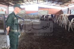 تيارت: تفكيك شبكة تسرق الأبقار الحلوب تنشط بين ولايتي تيسمسيلت وتيارت