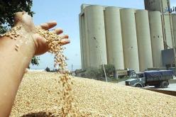 الحبوب.. منظمة الفاو ترفع توقعاتها للإنتاج العالمي  في 2022