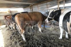 وزير الفلاحة: الجزائر بحاجة لـ400 ألف بقرة