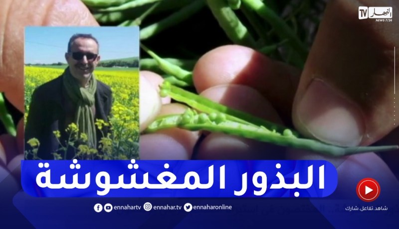 البذور المغشوشة..المختصون في إستيراد السلجم الزيتي يوضحون