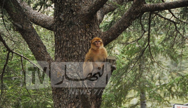 بعد الإنتشار الواسع للقردة..بلدية الاربعاء ناث ايراثن تحذر