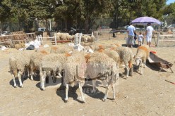 وزارة التجارة: تخصيص أسواق الرحمة لبيع الكباش وأخرى للأدوات المدرسية