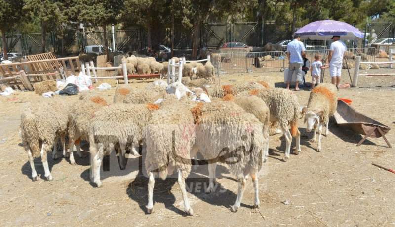 وزارة التجارة: تخصيص أسواق الرحمة لبيع الكباش وأخرى للأدوات المدرسية