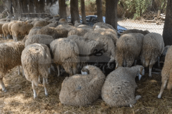 محاكمة عصابة من 4 أشخاص إستولت على 35 رأس غنم من مزرعة بعين البنيان