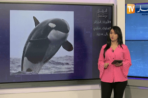 النهار ترندينغ: إشاعة حيتان الأوركا تشعل مواقع التواصل الإجتماعي وأعمال شغب في نهائي الشامبيونزليغ