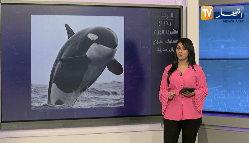 النهار ترندينغ: إشاعة حيتان الأوركا تشعل مواقع التواصل الإجتماعي وأعمال شغب في نهائي الشامبيونزليغ