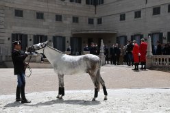 بالفيديو.. شاهد كيف أصبح الحصان الذي أهداه الرئيس تبون لنظيره الإيطالي