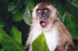 روسيا تتهم هذه الدولة بنشر جدري القردة