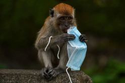 جدري القردة.. أزيد من 550 حالة في 30 دولة