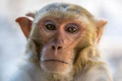 وزير الصحة.. جدري القردة لا علاقة له بكورونا والجزائر جاهزة له