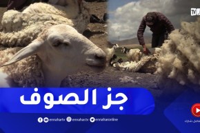 تيسمسيلت: جز الصوف..تقليد راسخ للحفاظ على الماشية وتحصيل مادة مهمة للصناعة