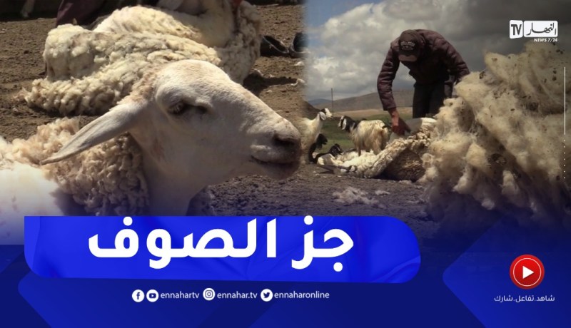 تيسمسيلت: جز الصوف..تقليد راسخ للحفاظ على الماشية وتحصيل مادة مهمة للصناعة