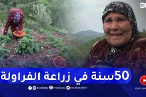 سكيكدة: العجوز خديجة العايب.. 50 سنة في زراعة الفراولة