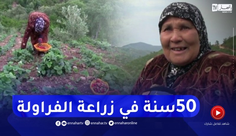 سكيكدة: العجوز خديجة العايب.. 50 سنة في زراعة الفراولة