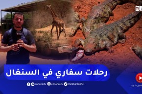 روبورتاج: السنغال..رحلات السفاري..الحياة البرية بين يديك