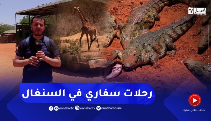 روبورتاج: السنغال..رحلات السفاري..الحياة البرية بين يديك
