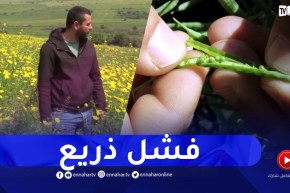 فضيحة السلجم بولايات الشرق ..قصة البذور المغشوشة وخفايا ماوراء السطور