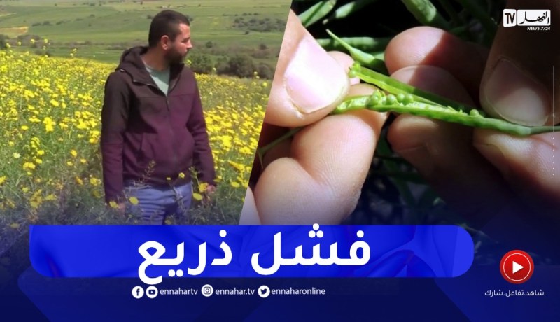 فضيحة السلجم بولايات الشرق ..قصة البذور المغشوشة وخفايا ماوراء السطور