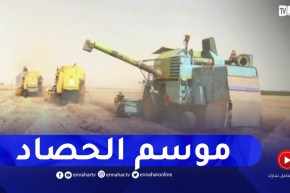 بسكرة: انطلاق موسم الحصاد وتوقعات بإنتاج يفوق 800 ألف قنطار